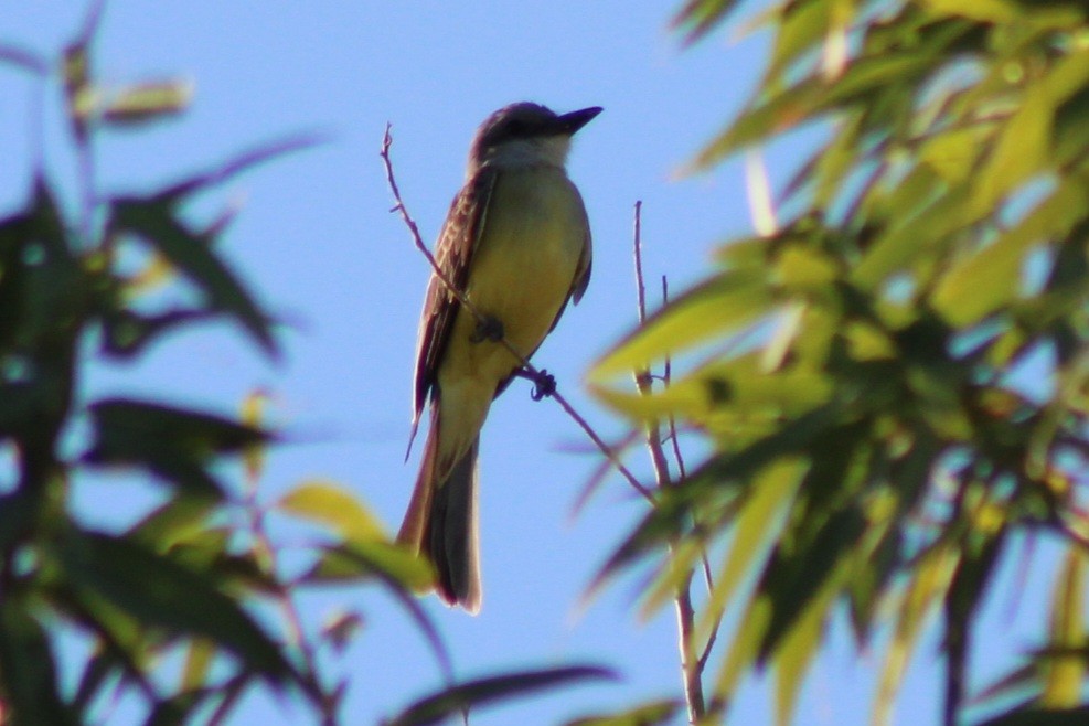 Tropical Kingbird - ML659358602