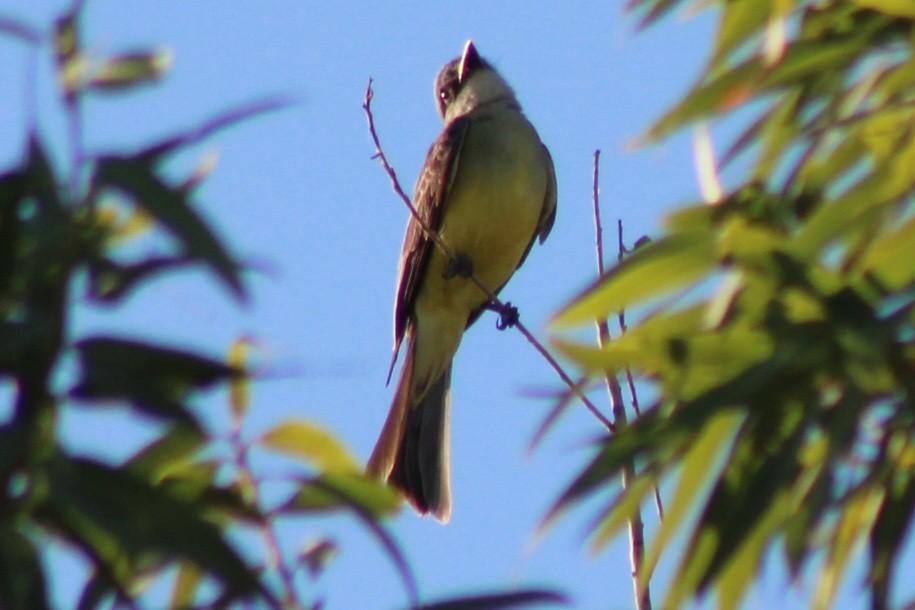 Tropical Kingbird - ML659358603