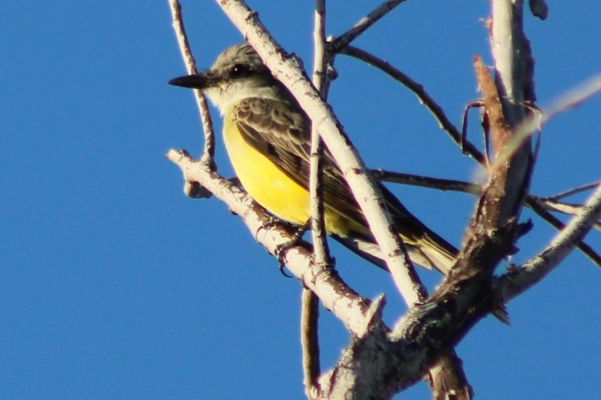 Tropical Kingbird - ML659358604