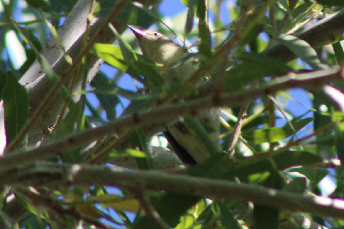 Tennessee Warbler - ML659358628