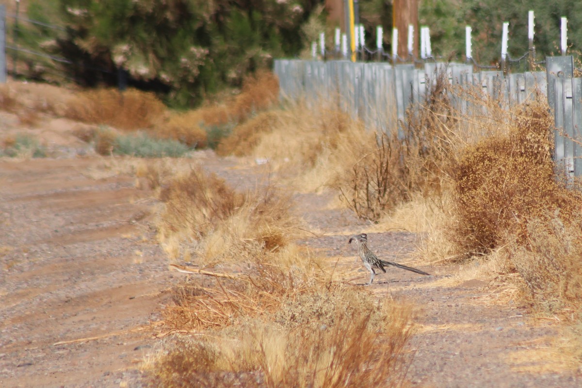 Greater Roadrunner - ML659358647