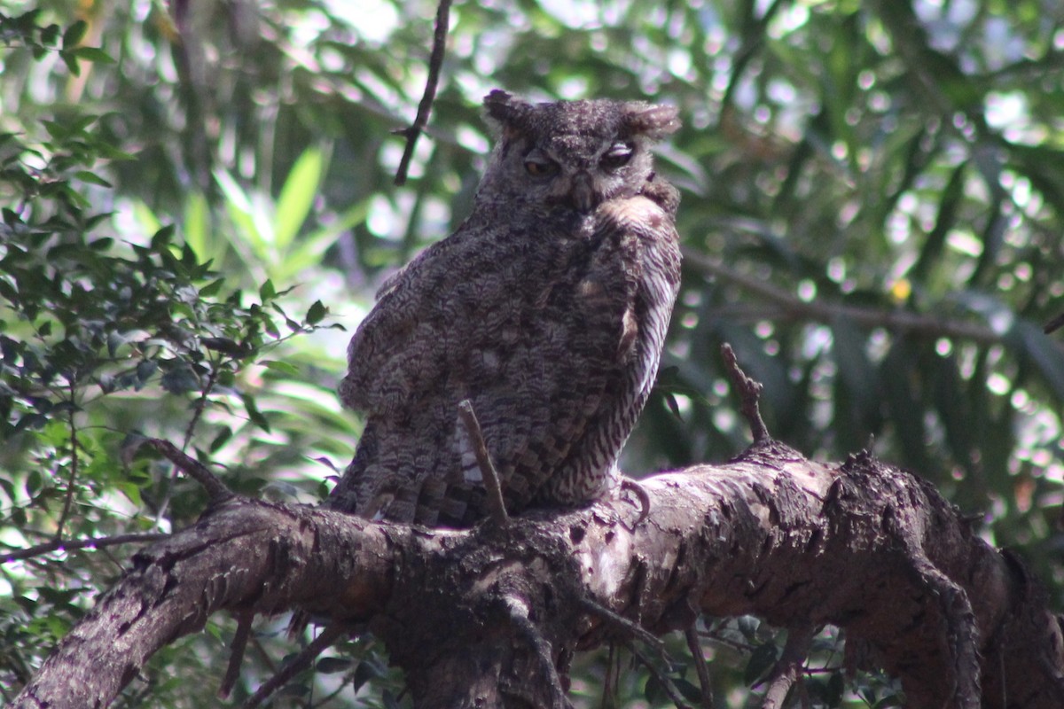 Great Horned Owl - ML659358664
