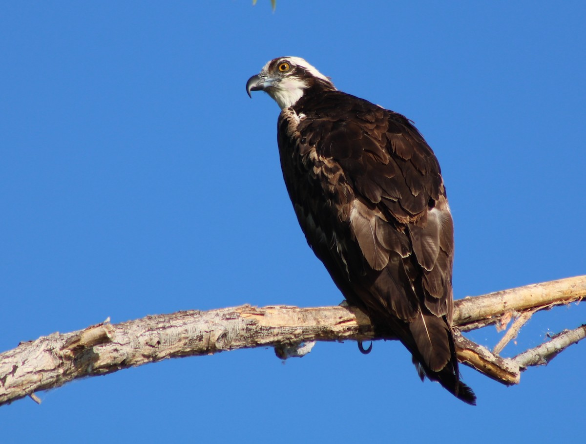 Osprey (American) - ML659358672