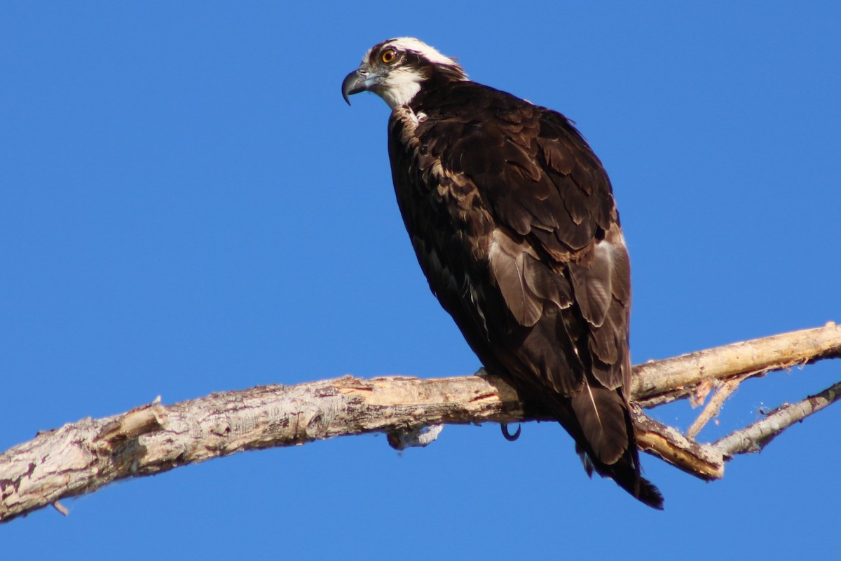 Osprey (American) - ML659358687