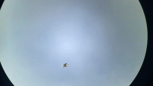 White Hawk - ML659358747