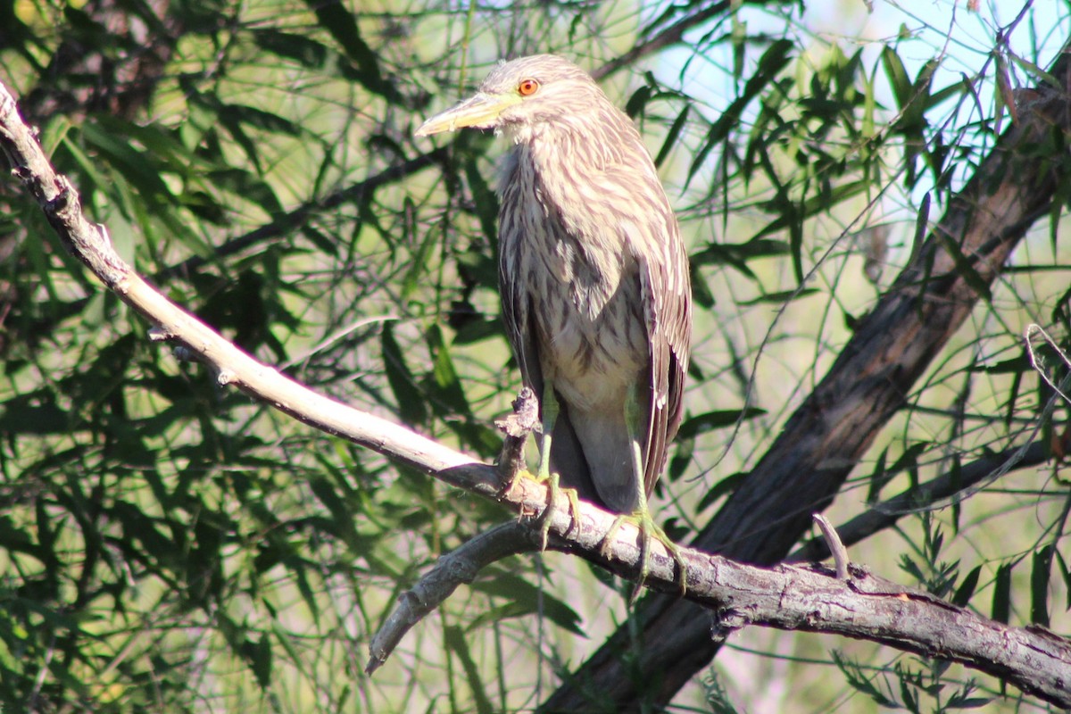 Black-crowned Night Heron - ML659358790