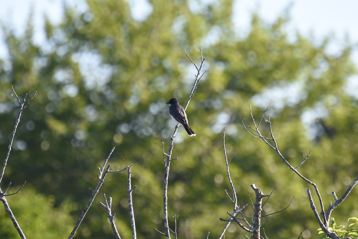 Eastern Kingbird - ML659358932
