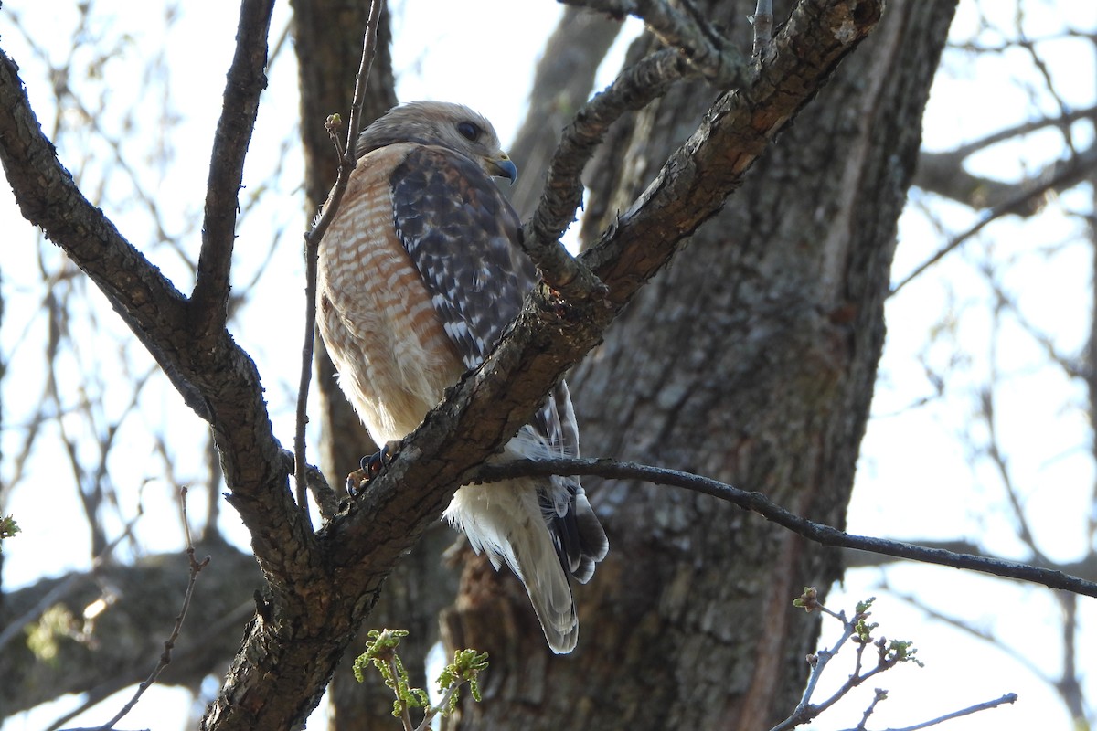 Red-shouldered Hawk - ML659358947