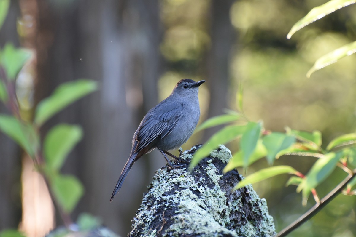 Gray Catbird - ML659358975