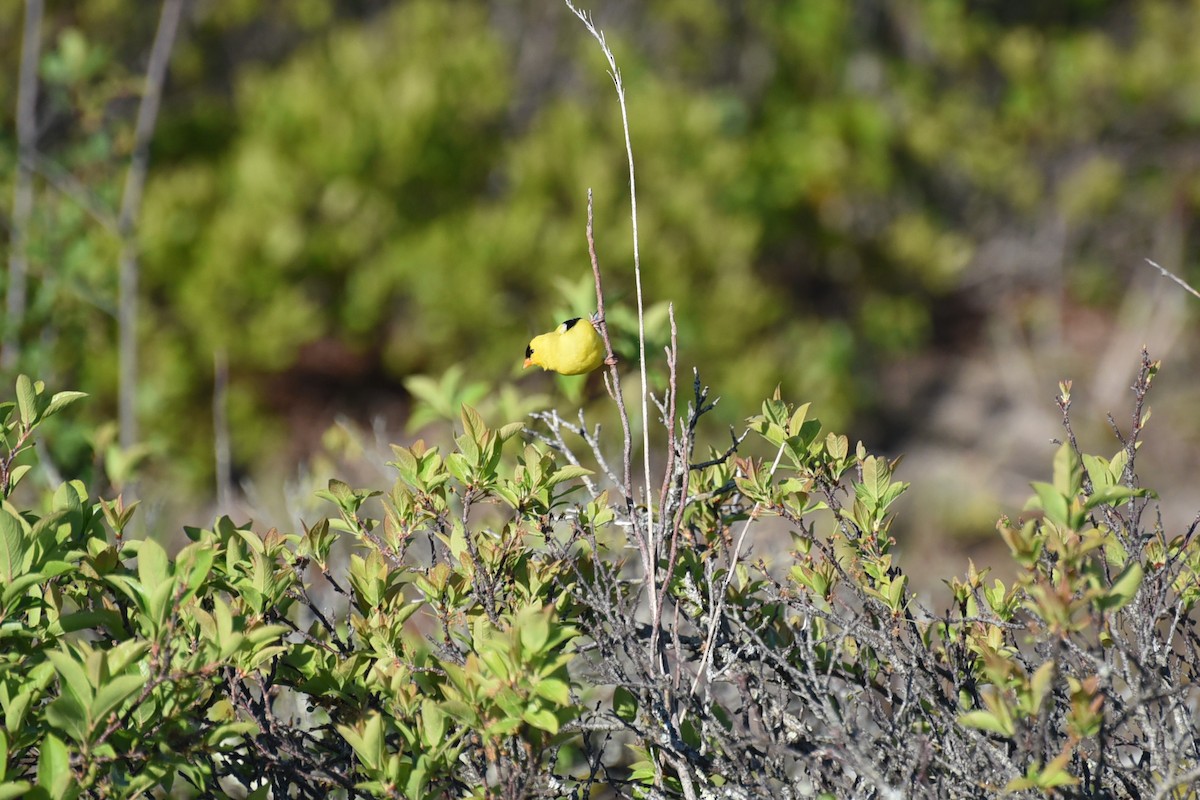 American Goldfinch - ML659358994