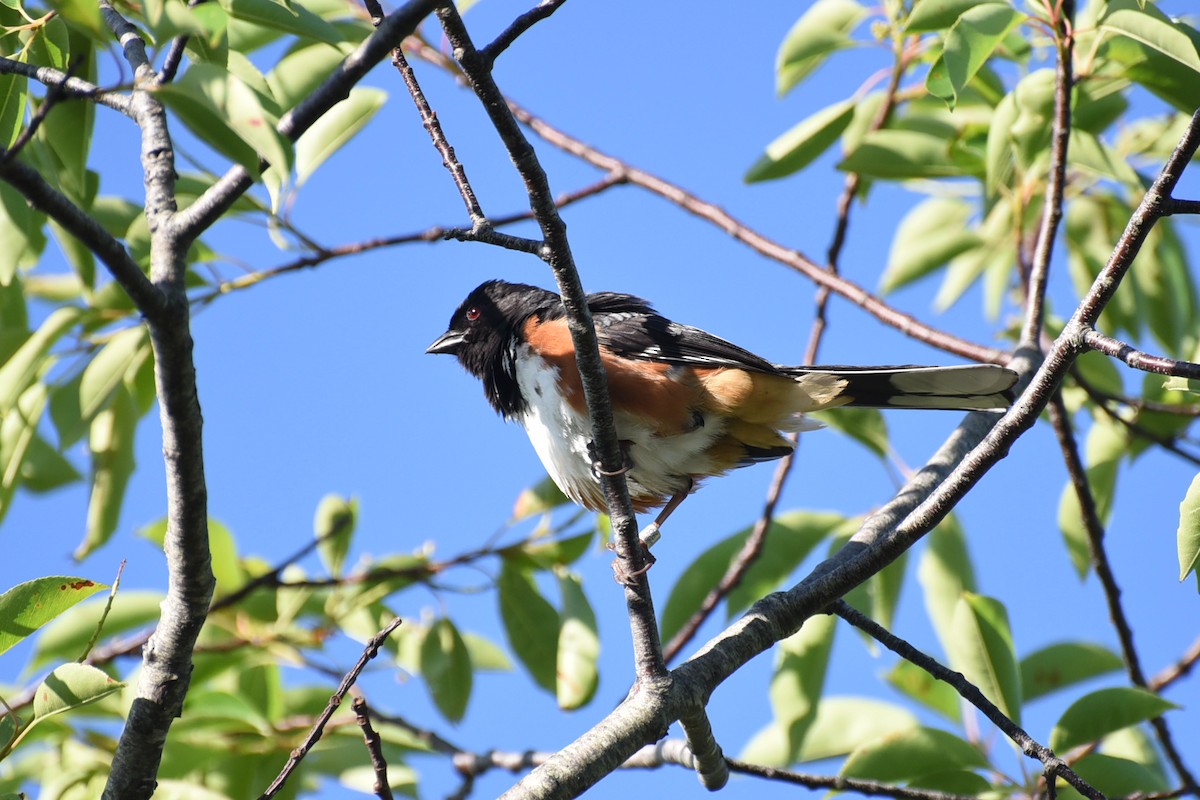 Eastern Towhee - ML659359023