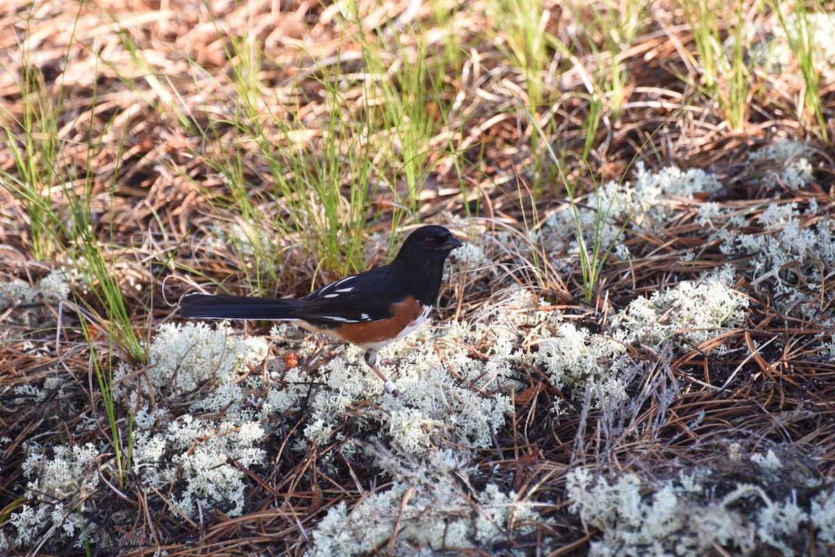 Eastern Towhee - ML659359028