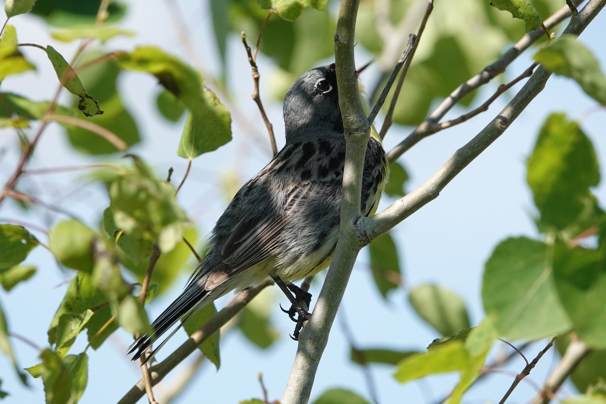 Kirtland's Warbler - ML659359293