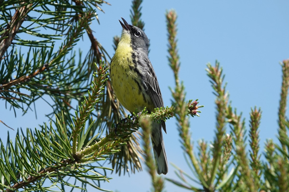 Kirtland's Warbler - ML659359295