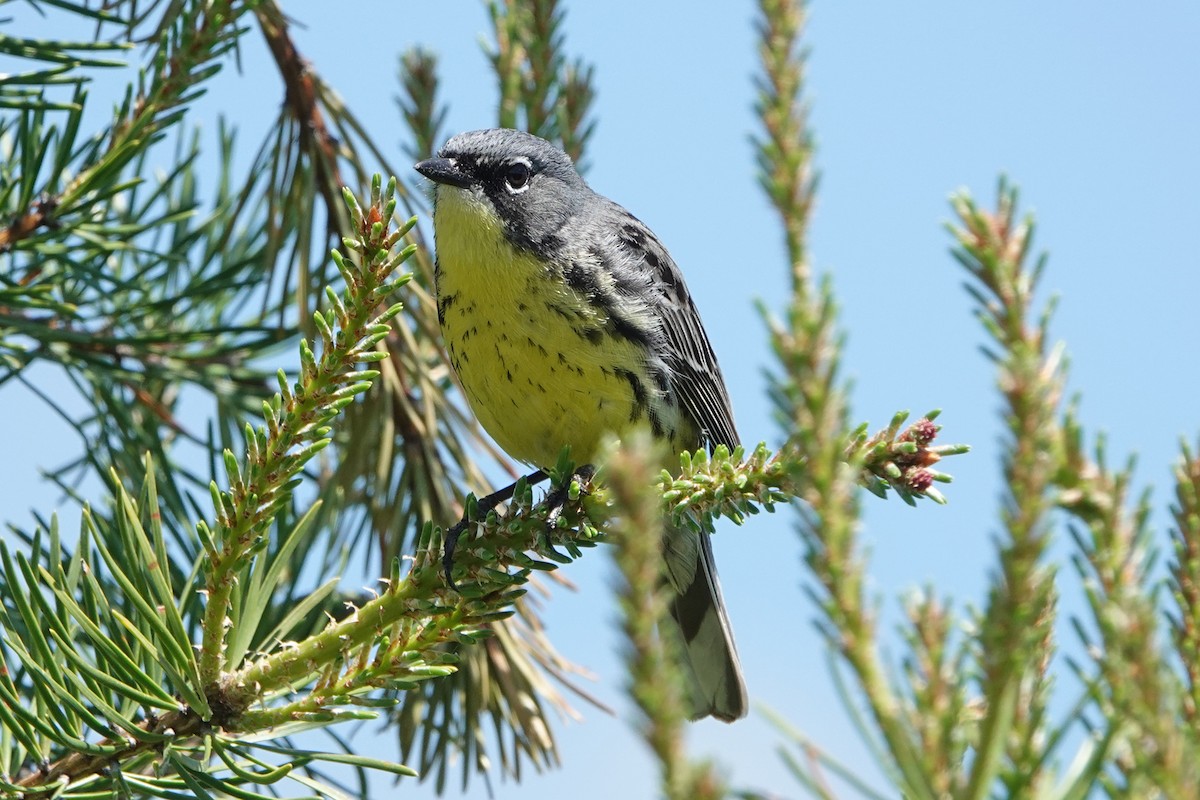 Kirtland's Warbler - ML659359296