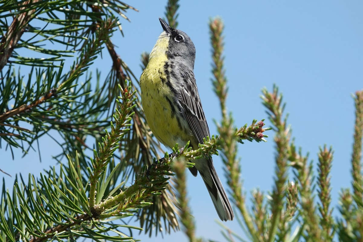 Kirtland's Warbler - ML659359297