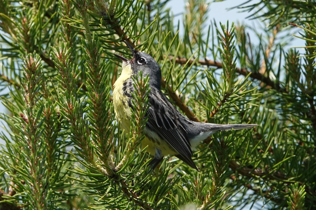 Kirtland's Warbler - ML659359298
