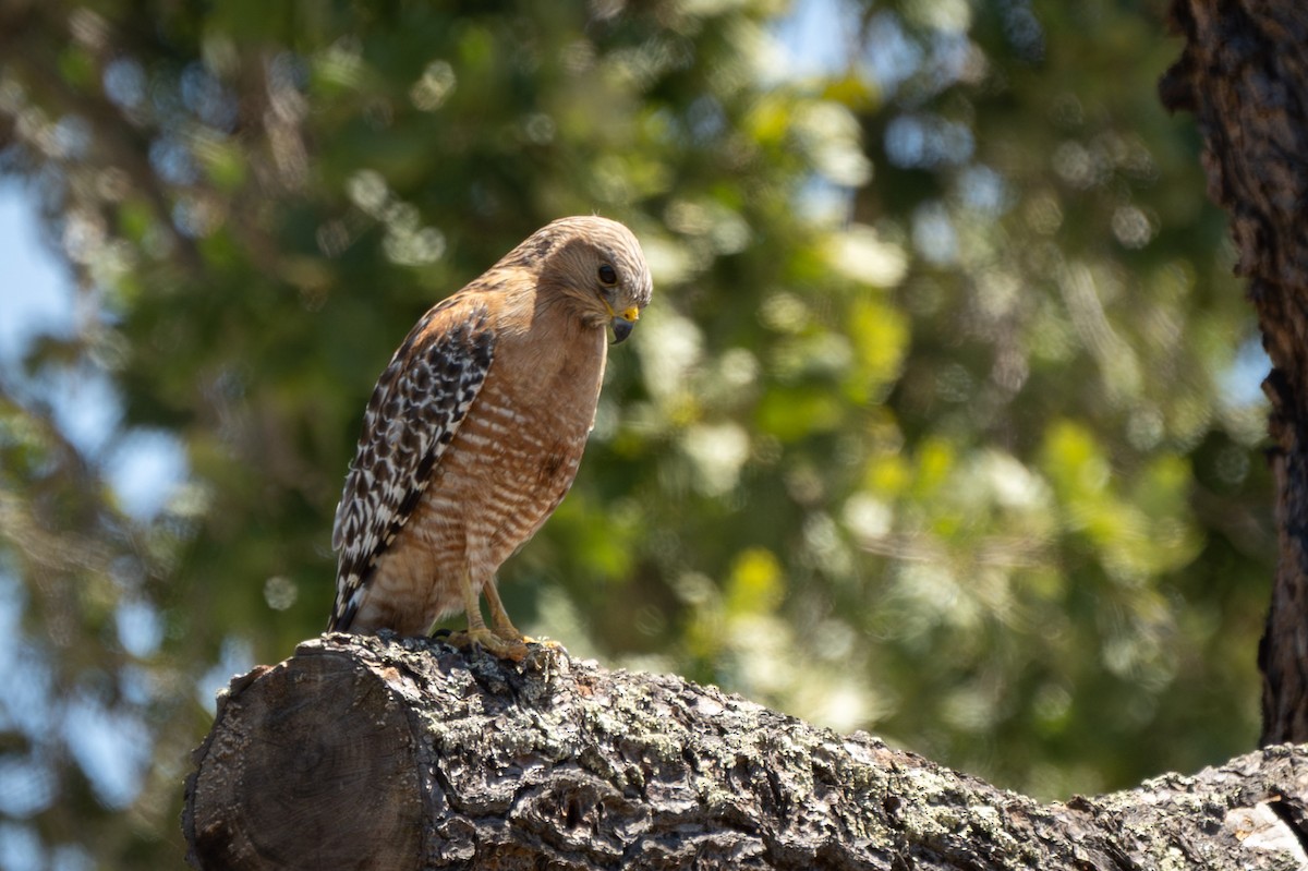 Red-shouldered Hawk (elegans) - ML659359337