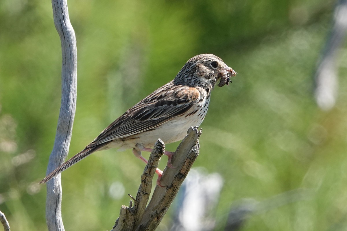 Vesper Sparrow - ML659359342