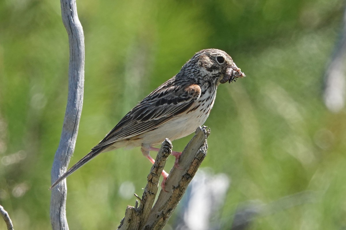 Vesper Sparrow - ML659359343