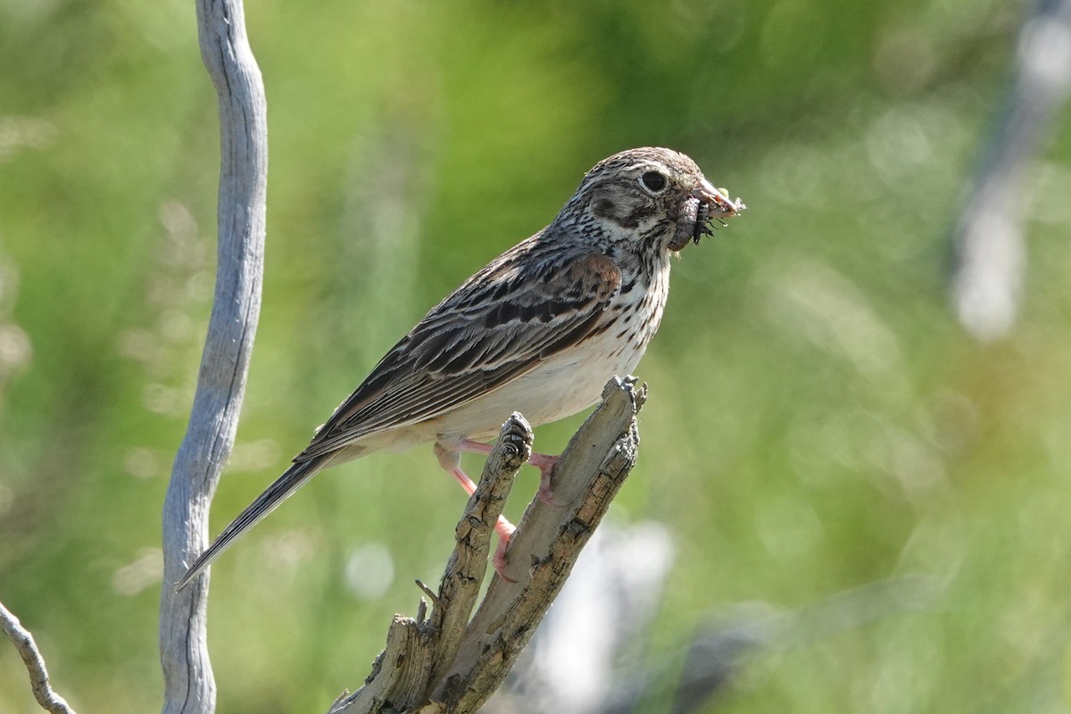 Vesper Sparrow - ML659359344