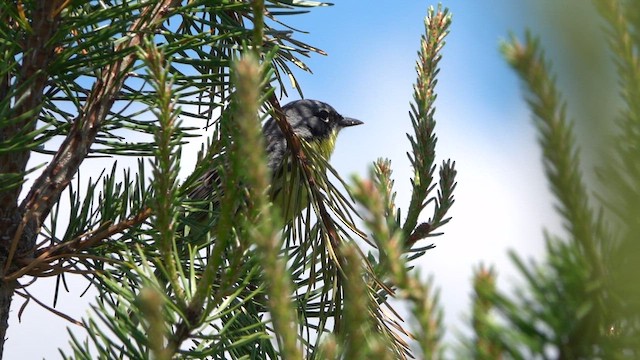 Kirtland's Warbler - ML659359620