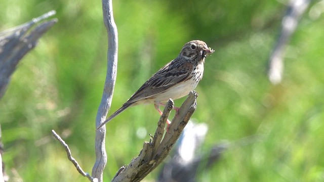 Vesper Sparrow - ML659359658