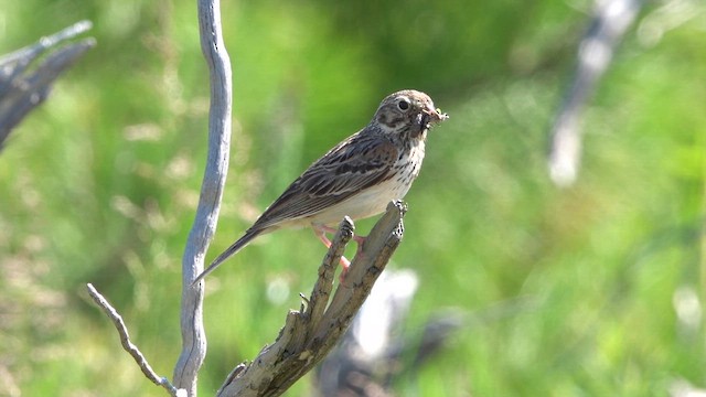 Vesper Sparrow - ML659359670
