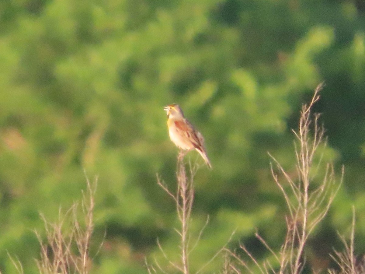 Dickcissel - ML659359798