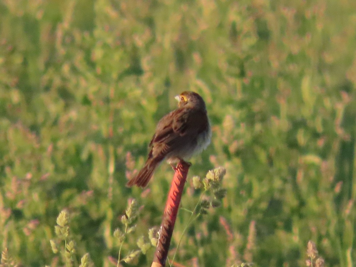Dickcissel - ML659359799