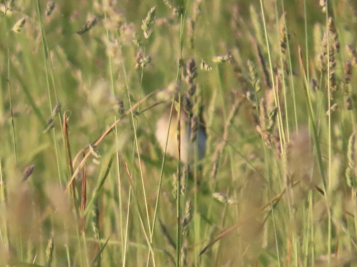 Dickcissel - ML659359800
