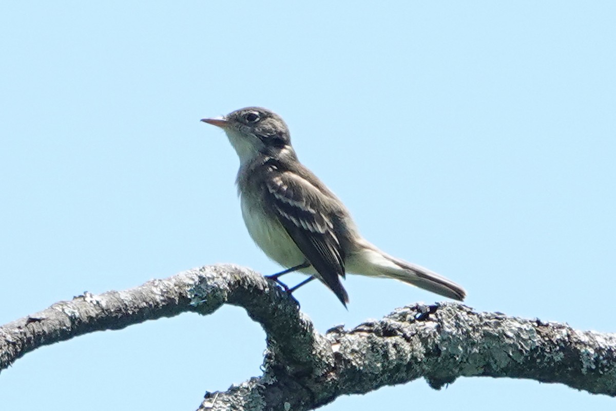 Alder/Willow Flycatcher (Traill's Flycatcher) - ML659359801