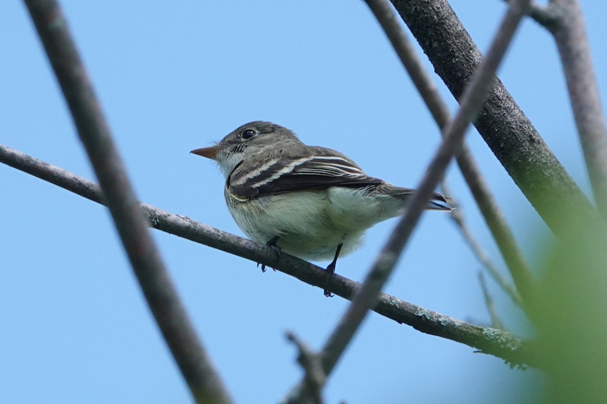 Alder/Willow Flycatcher (Traill's Flycatcher) - ML659359802