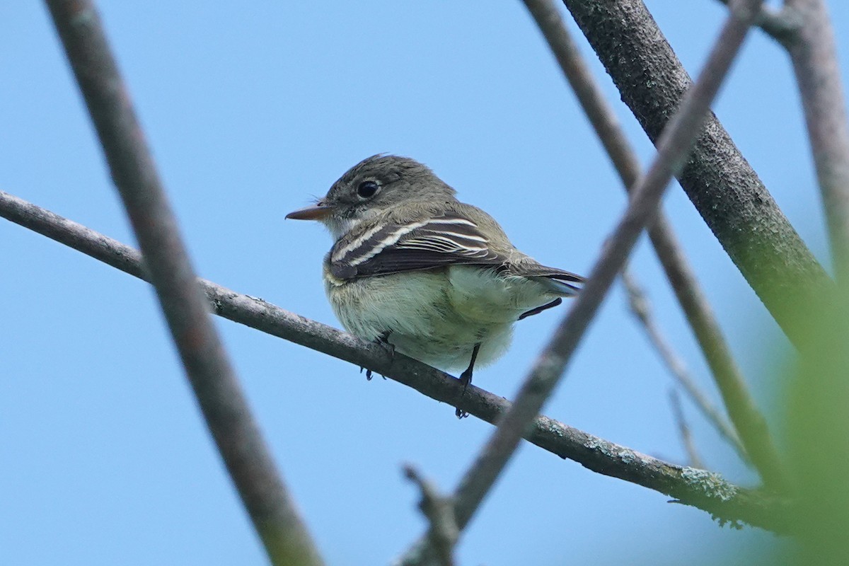 Alder/Willow Flycatcher (Traill's Flycatcher) - ML659359803