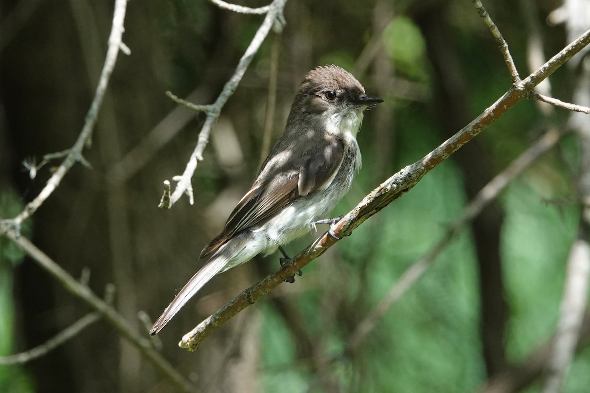 Eastern Phoebe - ML659359821