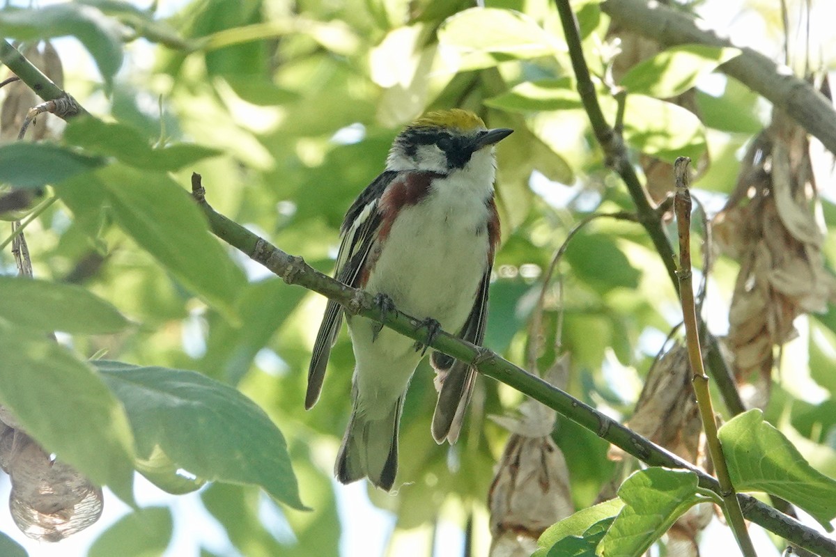 Chestnut-sided Warbler - ML659359835