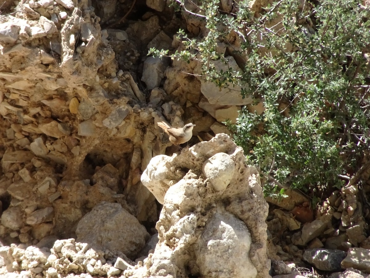 Troglodyte des canyons - ML659359851