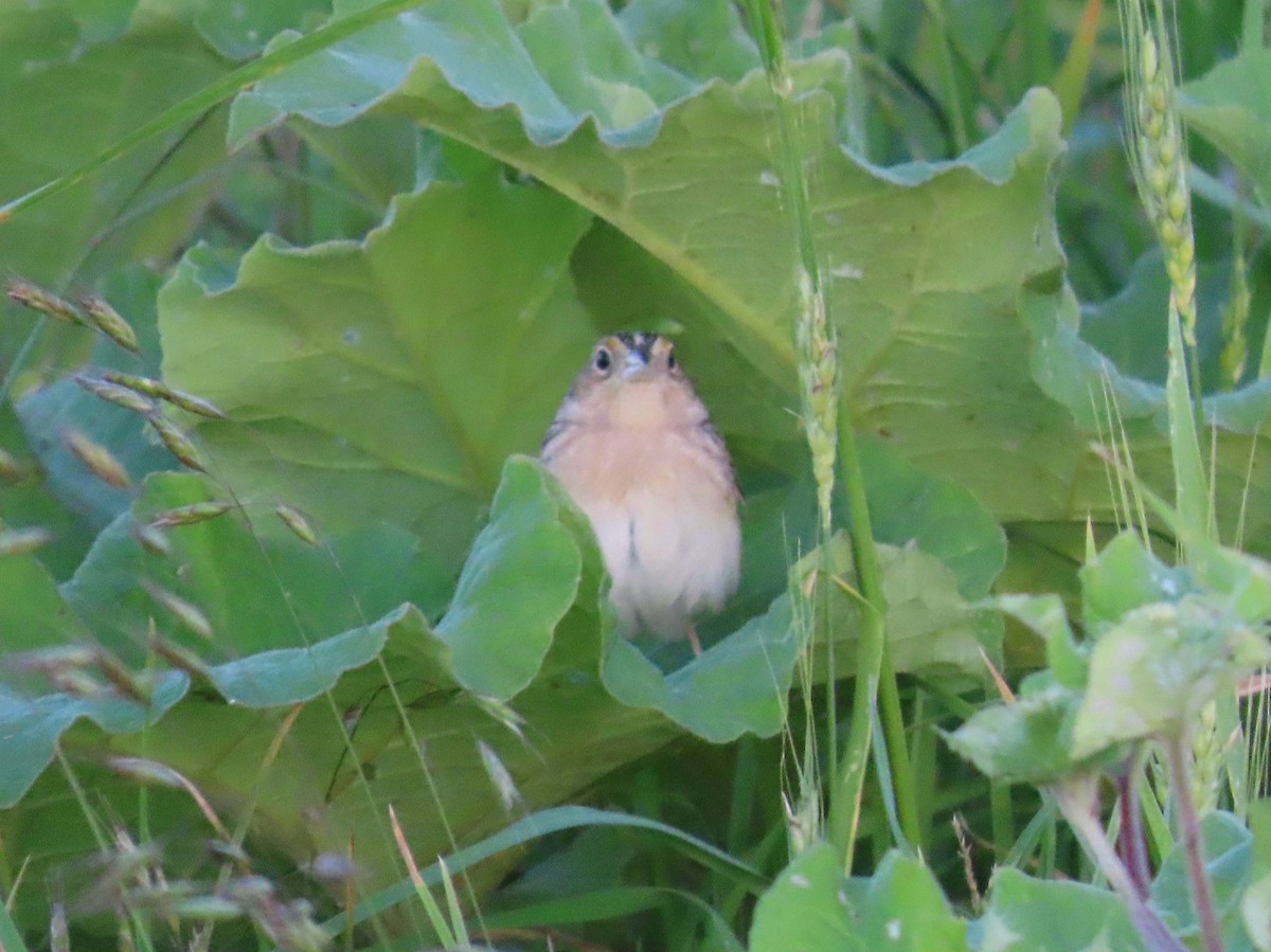 Grasshopper Sparrow - ML659359860