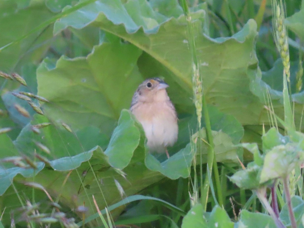Grasshopper Sparrow - ML659359861