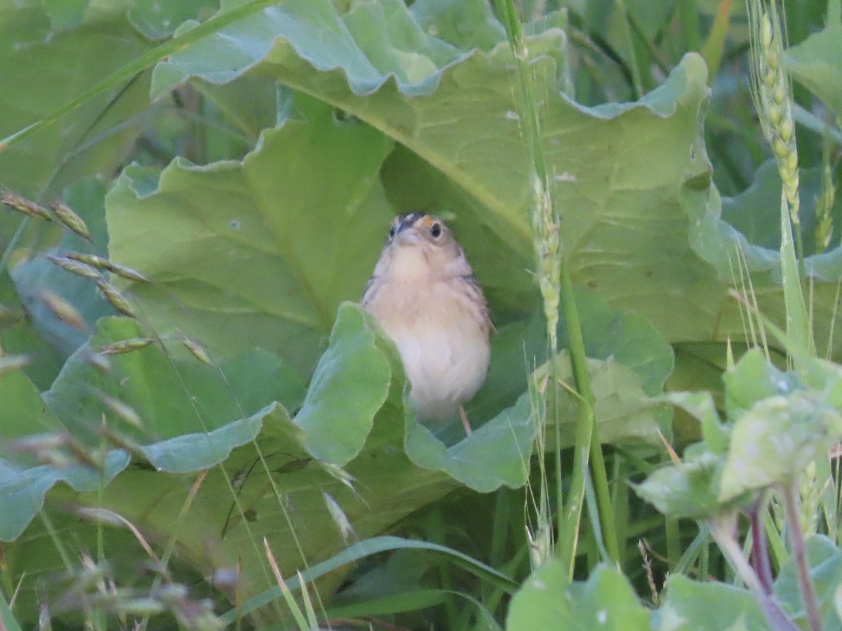 Grasshopper Sparrow - ML659359862