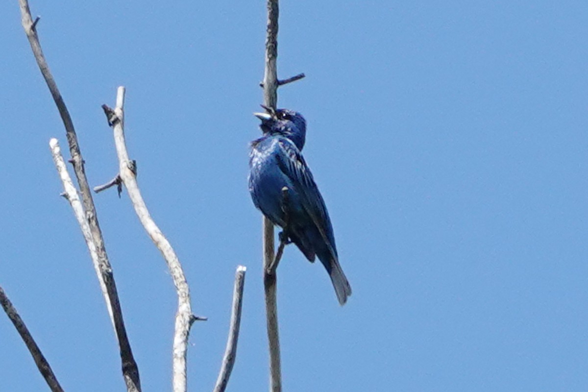 Indigo Bunting - ML659359881