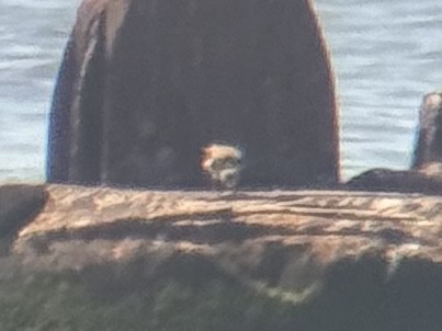 Ruddy Turnstone - ML659360031