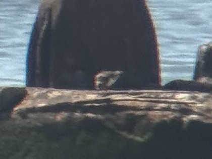 Ruddy Turnstone - ML659360032