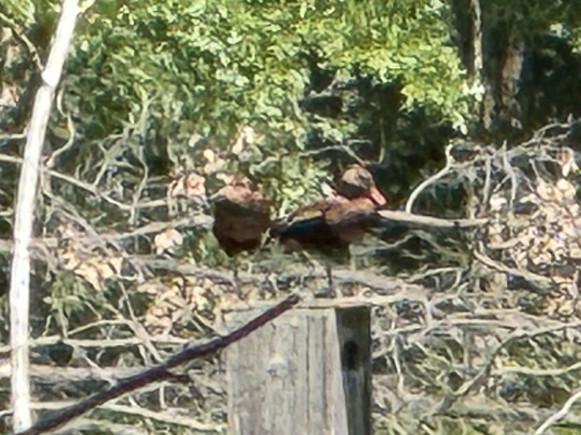 Black-bellied Whistling-Duck (Northern) - ML659360048