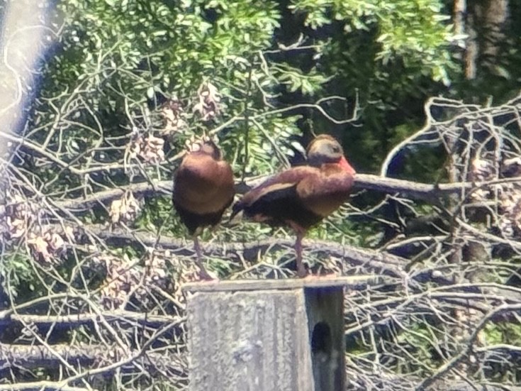 Black-bellied Whistling-Duck (Northern) - ML659360049