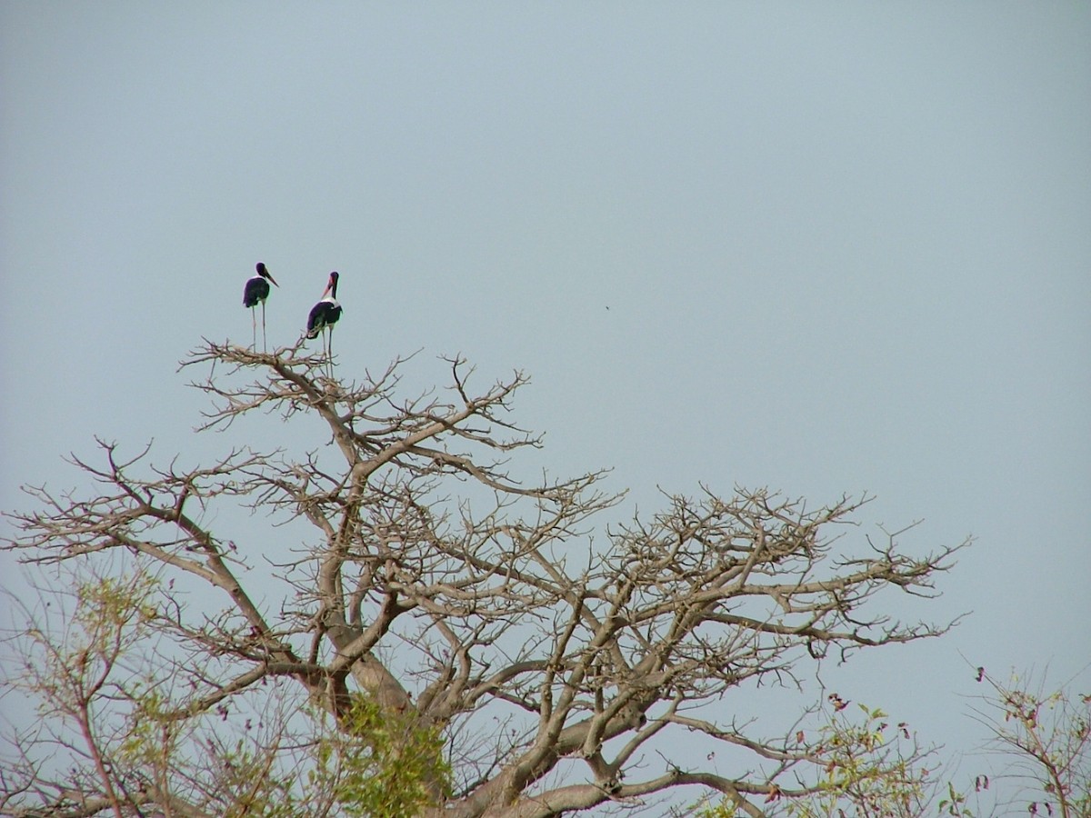 Saddle-billed Stork - ML659360155