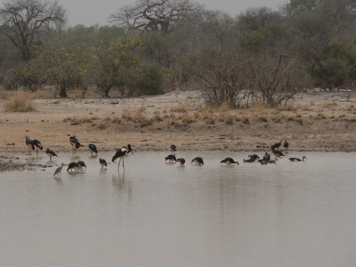 Saddle-billed Stork - ML659360156