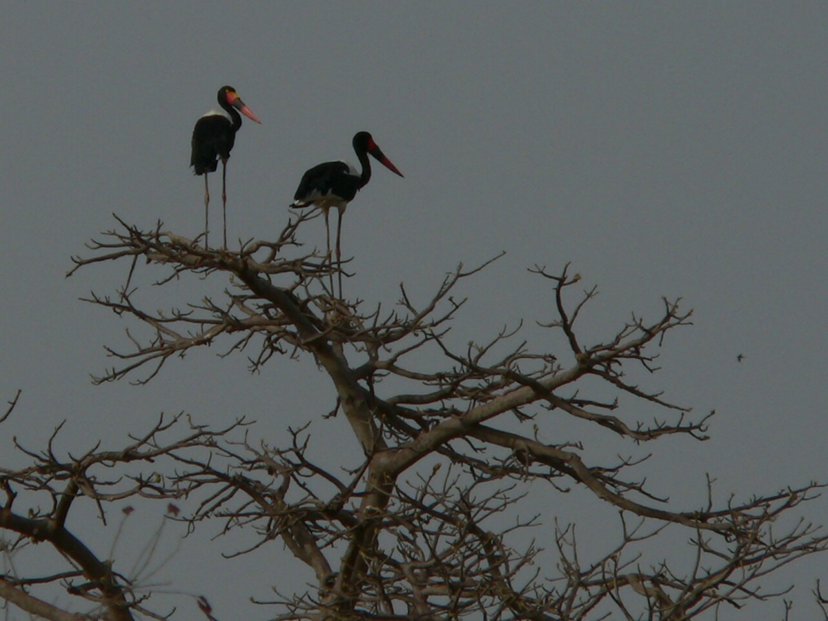 Saddle-billed Stork - ML659360157