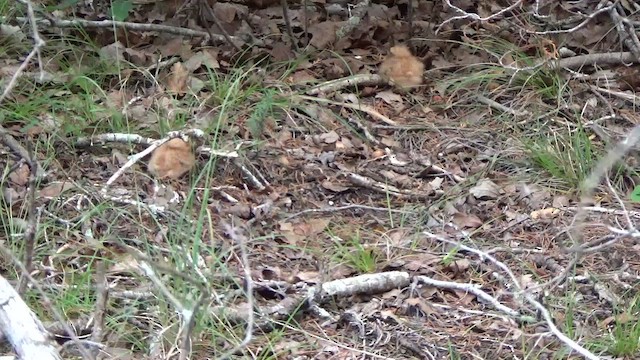 Carolinanachtschwalbe - ML659360193