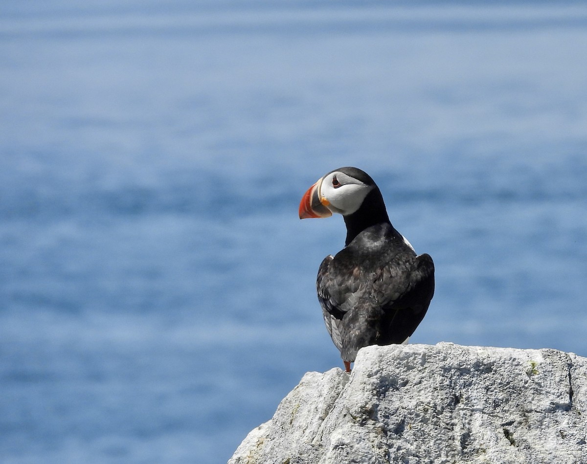 Atlantic Puffin - ML659360407